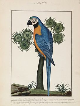 Blue parrot, Ogier de Gombaud by Teylers Museum