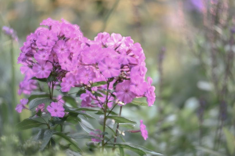 bloemen part 10 van Tania Perneel