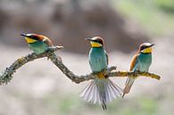 European Bee-Eaters by Felix Sedney thumbnail
