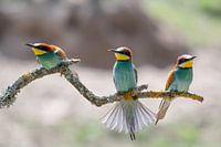European Bee-Eaters