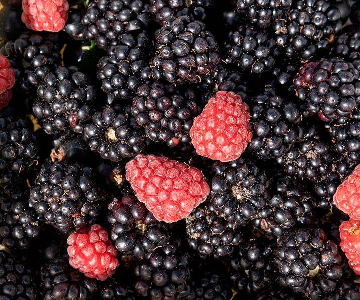 Brombeeren und Himbeeren von Richard Wareham