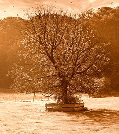 Einzelner Baum in Sepia