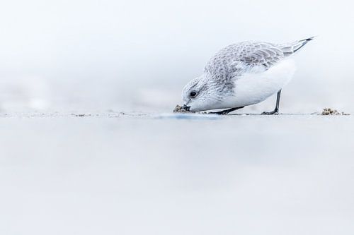Sanderling