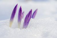 Krokus im Schnee
