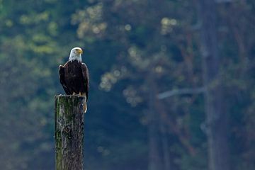 Bald Eagle  von Menno Schaefer