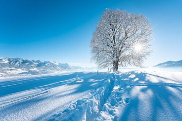 Wittelsbacher Höhe met linde in de winter met de Allgäuer Alpen en verse sneeuw van Leo Schindzielorz