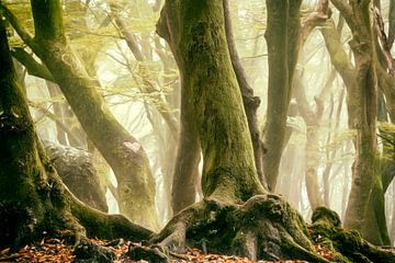 Danse du cœur sur Lars van de Goor