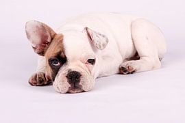 Mollie Franse Bulldog