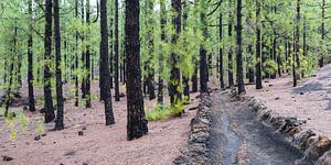 Canarische pijnbomen, Arena Negras, Tenerife van Walter G. Allgöwer