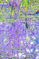 Colourful Reed