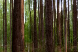 Besondere Atmosphäre im Wald