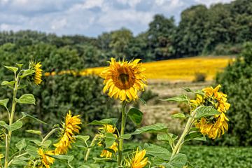 Zonnebloemveld op de heuvels van Zuid-Limburg von John Kreukniet