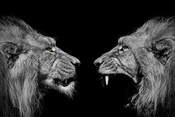 Twee leeuwen op een zwarte achtergrond