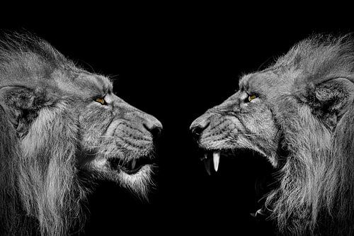 Deux lions sur fond noir