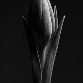 Eine Tulpe (schwarz und weiß) von Marjolijn van den Berg
