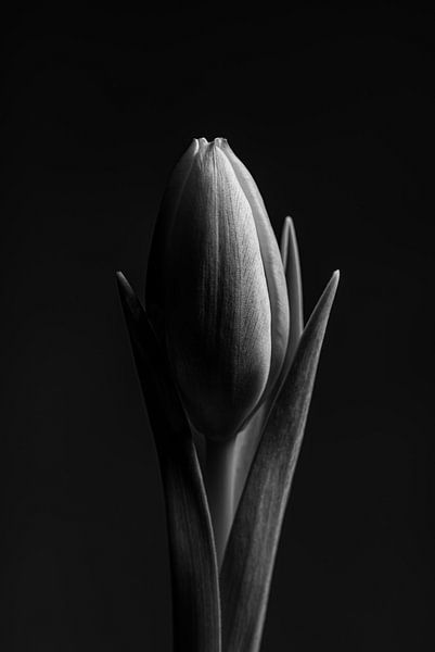 Een tulp (zwart wit) van Marjolijn van den Berg