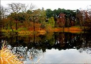 Botanic Garden Reflections Copenhagen by Dorothy Berry-Lound thumbnail