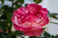 rosa-weiße Hochstammrosen in der Alleestraße in Putbus auf Rügen von GH Foto & Artdesign Miniaturansicht