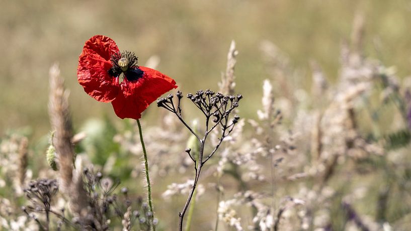 Le pavot à différents stades de son existence se trouve dans le paysage. par Hans de Waay