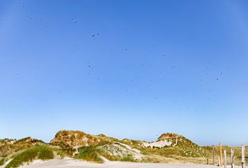 Duinen Westenschouwen met vogels 2 van Percy's fotografie