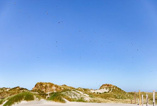 Duinen Westenschouwen met vogels 2