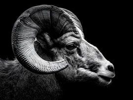 Mouflon in the shade – Primordial power