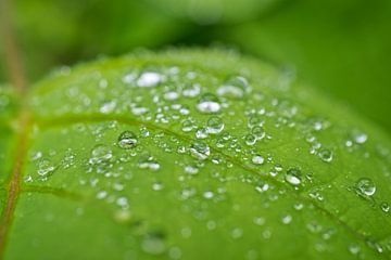 Regen bedekt groen blad van Iris Holzer Richardson