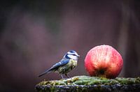 Pimpelmees op appel