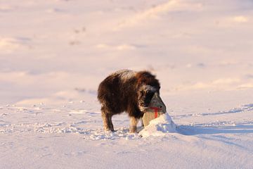 Bœuf musqué en hiver dans le parc national de Dovrefjell-Sunndalsfjella en Norvège