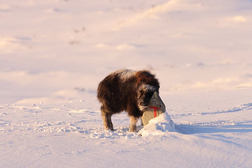 Musk ox calf in winter in Dovrefjell-Sunndalsfjella National Park Norway by Frank Fichtmüller