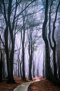 Door het bos sur Niels Barto