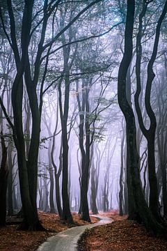 Door het bos by Niels Barto