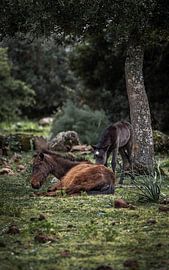 Schwestern im Korkeichenwald | Giarapferd von Isabell Lehmann