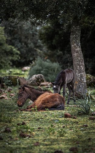 Schwestern im Korkeichenwald | Giarapferd