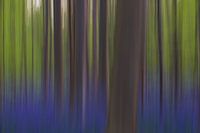 Hallerbos