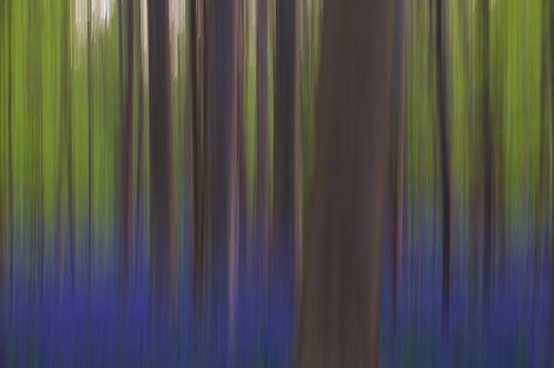 Hallerbos