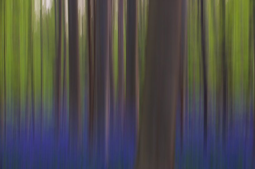 Colours of the forest von Astrid Brenninkmeijer