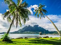Palmbomen op Bora Bora