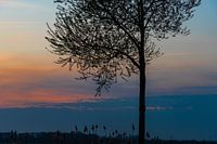 Zonsondergang achter boom