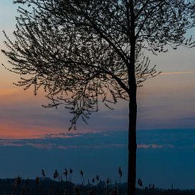 Zonsondergang achter boom van Foto Dani