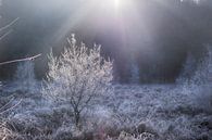 Winter boompje van Rutger Leistra thumbnail