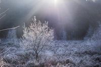 Winterbaum