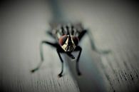 Fliege an der Wand von Fotomakerij Miniaturansicht