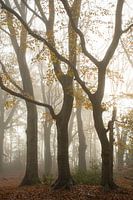 La Veluwe, la forêt dans la brume en automne orange