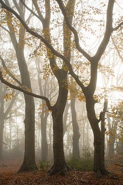De Veluwe, het bos in de mist in de oranje herfst van Esther Wagensveld