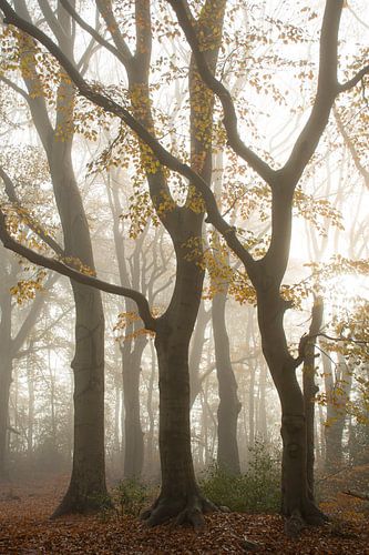De Veluwe, het bos in de mist in de oranje herfst
