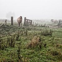 Paarden in de mist: Mystic horses (nr. 5 van 8)