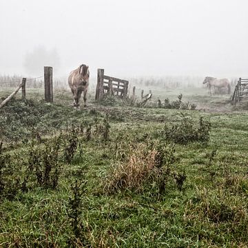 Mystic horses in the fog (nr. 5 van 8) sur Ramona Stravers