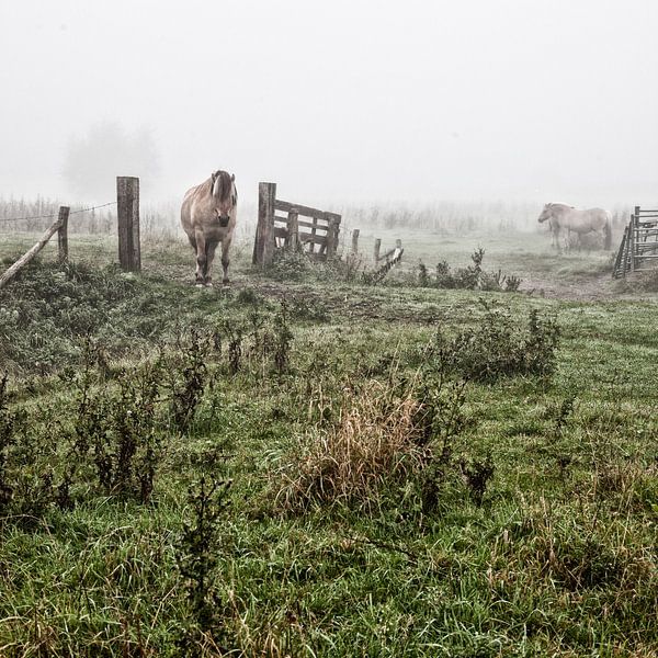 Mystische pferde im nebel (nr. 5 von 8) von Ramona Stravers