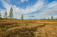 Bärenland in Schweden  von Geertjan Plooijer Miniaturansicht